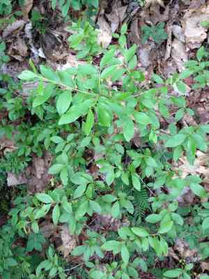 Black huckleberry(Gaylussacia baccata)
