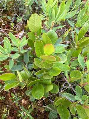 Northern dwarf huckleberry(Gaylussacia bigeloviana)