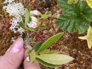 Northern dwarf huckleberry(Gaylussacia bigeloviana)