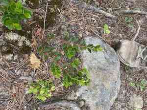 Box huckleberry(Gaylussacia brachycera)