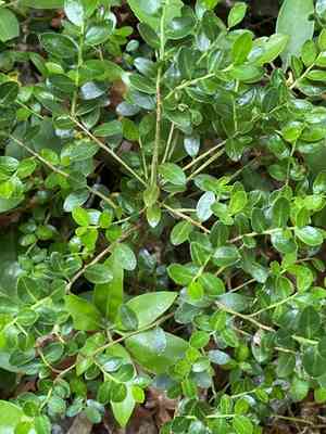 Box huckleberry(Gaylussacia brachycera)