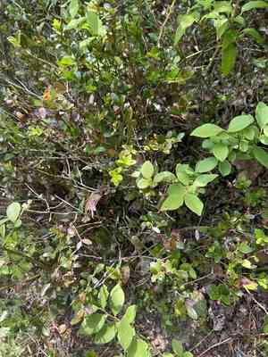 Box huckleberry(Gaylussacia brachycera)