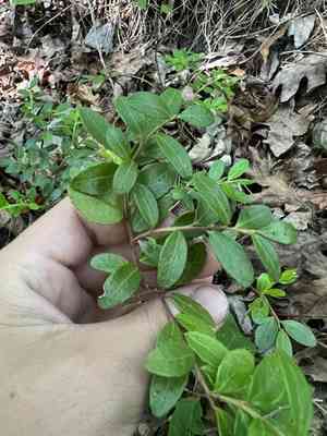 Box huckleberry(Gaylussacia brachycera)
