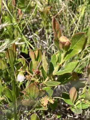 Dwarf huckleberry(Gaylussacia dumosa)