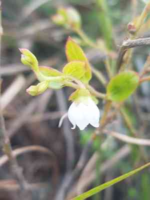 Dwarf huckleberry(Gaylussacia dumosa)