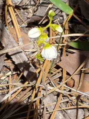 Dwarf huckleberry(Gaylussacia dumosa)
