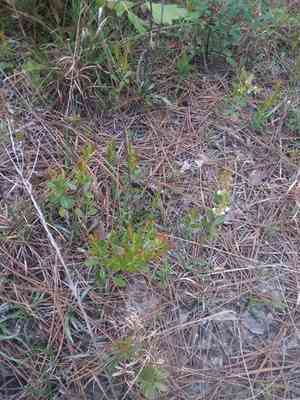 Dwarf huckleberry(Gaylussacia dumosa)