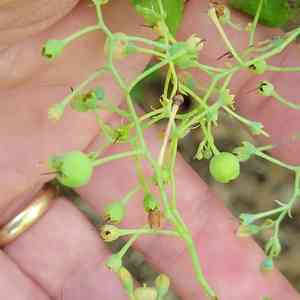 Dangleberry(Gaylussacia frondosa)