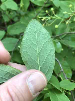 Dangleberry(Gaylussacia frondosa)