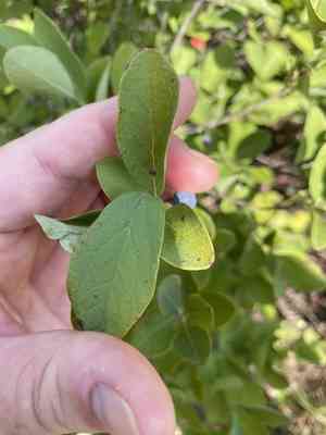 Dangleberry(Gaylussacia frondosa)