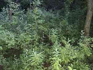 Dangleberry(Gaylussacia frondosa)