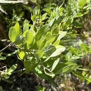 Confederate huckleberry(Gaylussacia nana)