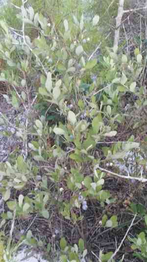 Confederate huckleberry(Gaylussacia nana)