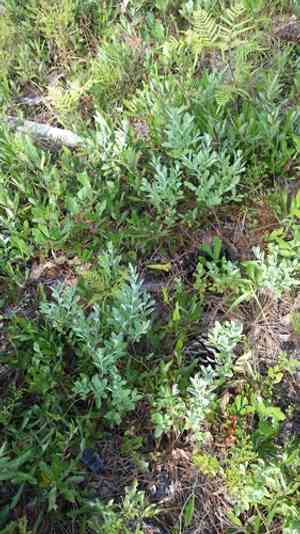 Confederate huckleberry(Gaylussacia nana)