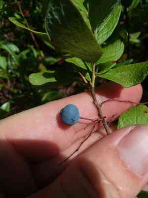 Confederate huckleberry(Gaylussacia nana)