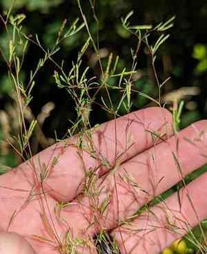 Spreading groundsmoke(Gayophytum diffusum)