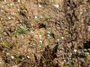 Spreading groundsmoke(Gayophytum diffusum)