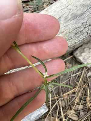 Spreading groundsmoke(Gayophytum diffusum)
