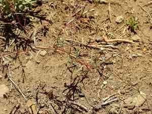 Dwarf groundsmoke(Gayophytum humile)