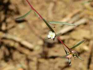 Dwarf groundsmoke(Gayophytum humile)