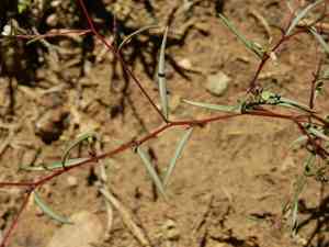 Dwarf groundsmoke(Gayophytum humile)