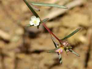 Dwarf groundsmoke(Gayophytum humile)
