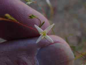 Groundsmoke (Gayophytum)(Gayophytum)