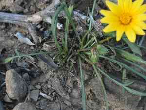 Treasure flower(Gazania linearis)