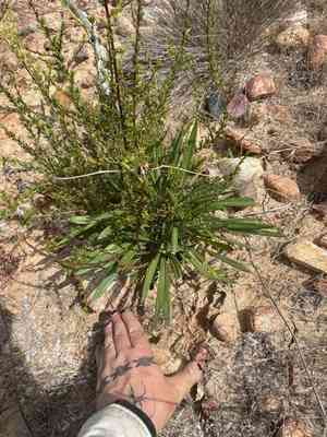 Treasure flower(Gazania linearis)