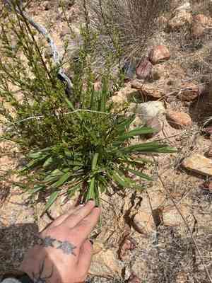 Treasure flower(Gazania linearis)