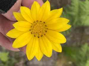 Treasure flower(Gazania linearis)