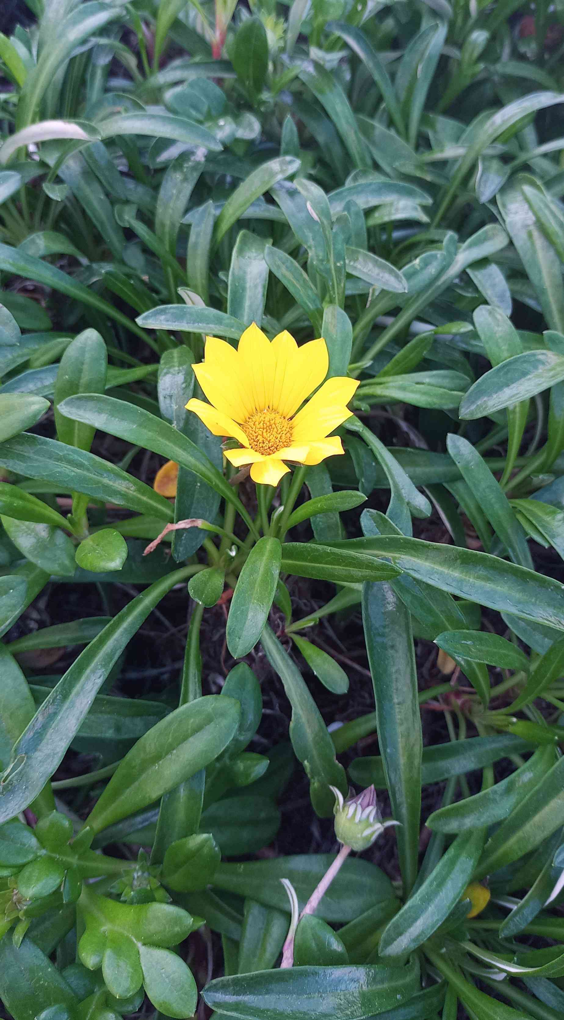Treasure flower(Gazania rigens)