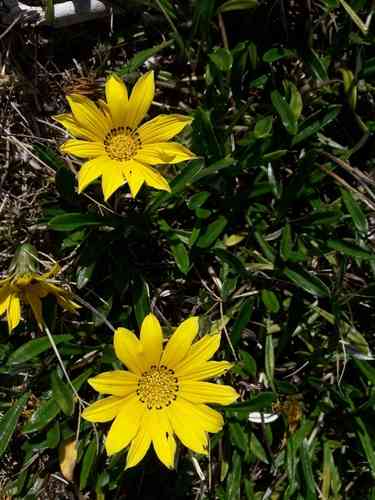 Treasure flower(Gazania rigens)