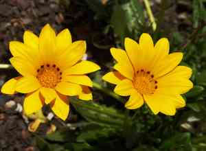 Treasure flower(Gazania rigens)