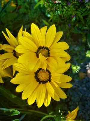 Treasure flower(Gazania rigens)