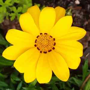 Treasure flower(Gazania rigens)