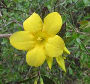 Rankin's trumpet flower(Gelsemium rankinii)