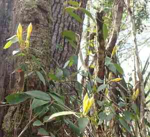 Rankin's trumpet flower(Gelsemium rankinii)