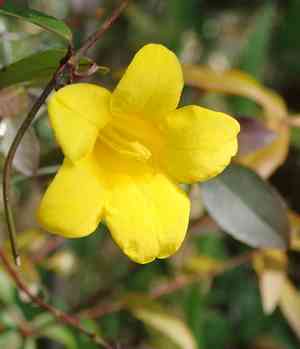 Rankin's trumpet flower(Gelsemium rankinii)