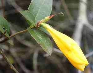 Rankin's trumpet flower(Gelsemium rankinii)