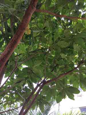 Vito(Genipa americana)