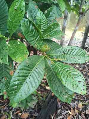 Genipa (Genipa)(Genipa)