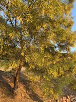 Mt. etna broom(Genista aetnensis)