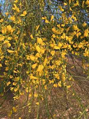 Mt. etna broom(Genista aetnensis)