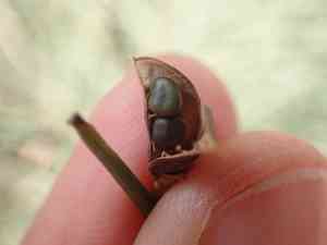 Mt. etna broom(Genista aetnensis)