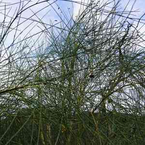 Mt. etna broom(Genista aetnensis)