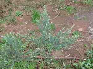 Canary broom(Genista canariensis)