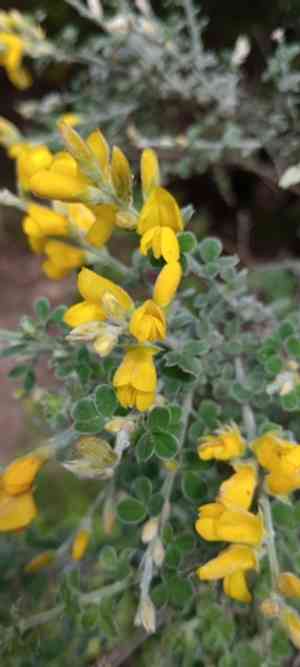 Canary broom(Genista canariensis)