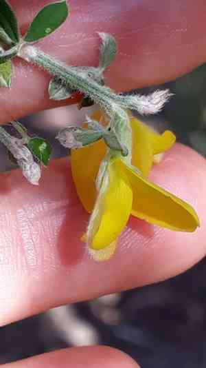 Canary broom(Genista canariensis)
