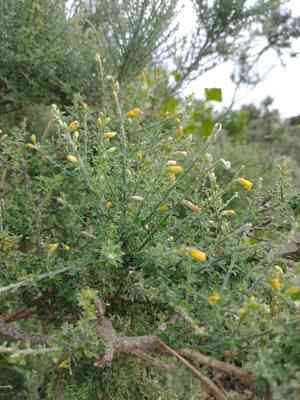 Canary broom(Genista canariensis)
